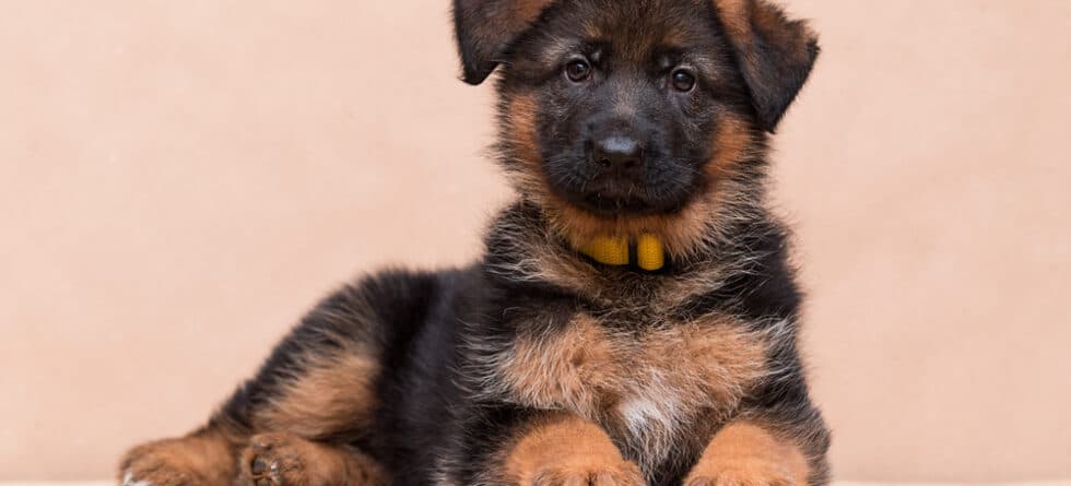 What You Need To Know About German Shepherds?
