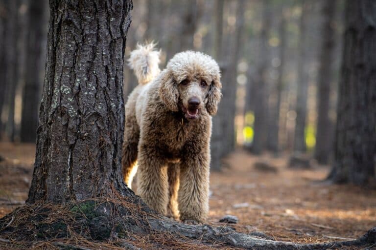 When Can A Poodle Get Pregnant?