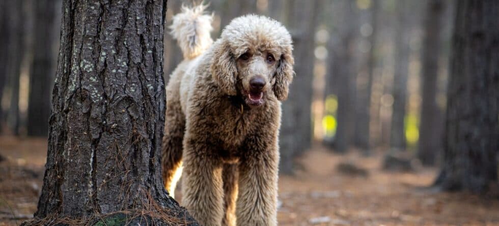 When Can A Poodle Get Pregnant?