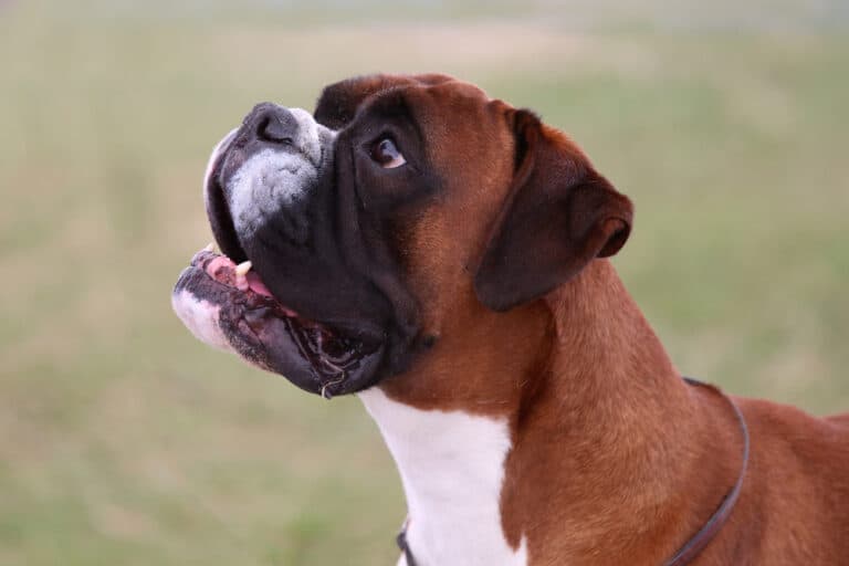 Which Boxer Can’t Talk?