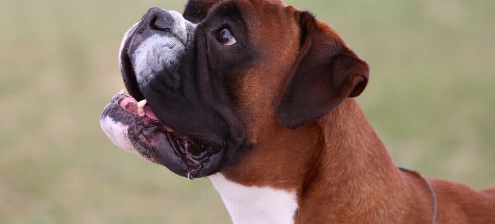 Which Boxer Can’t Talk?