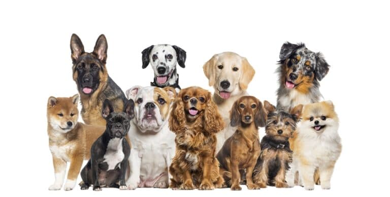 Which Dog Has The Longest Lifespan?