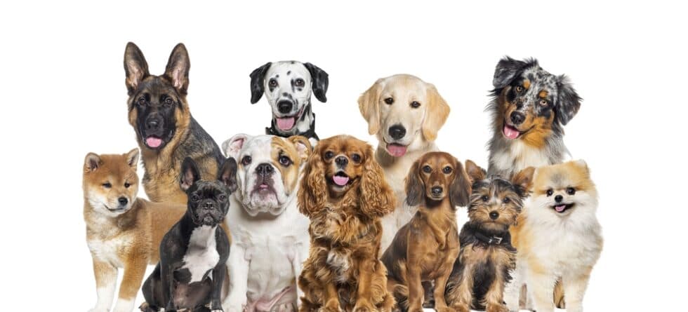 Which Dog Has The Longest Lifespan?