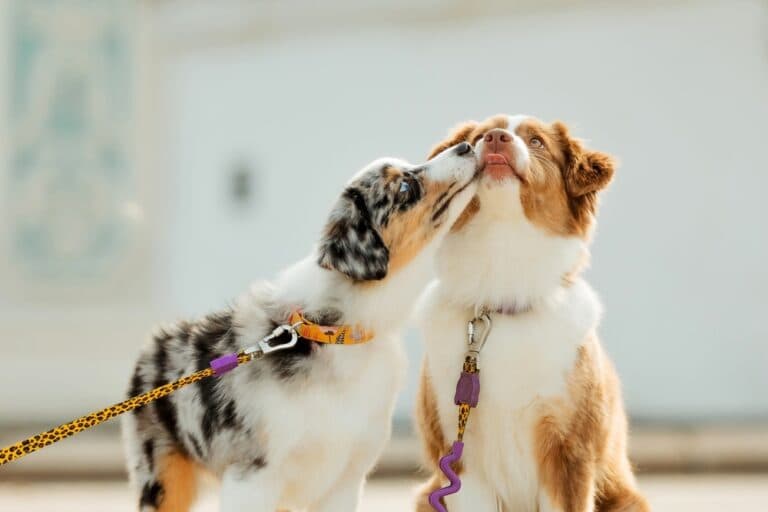Which Dog Lived The Longest?