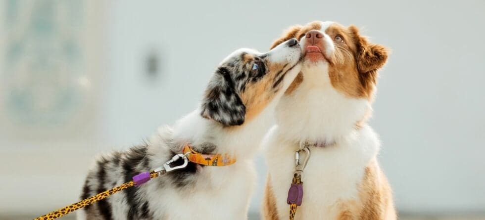 Which Dog Lived The Longest?