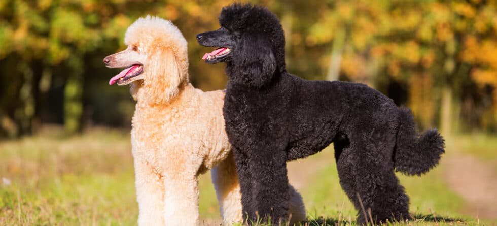 Which Size Poodle Is The Healthiest?
