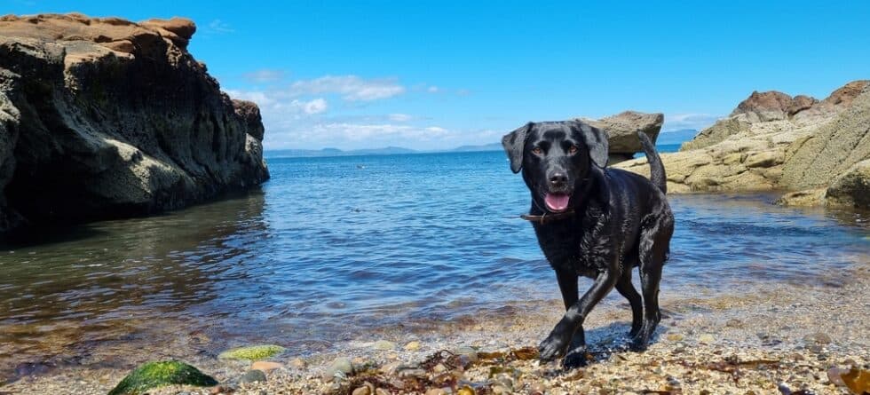 Which Type Of Labrador Is Best?