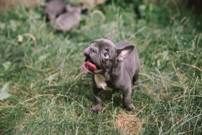 Why Are French Bulldogs So Special?