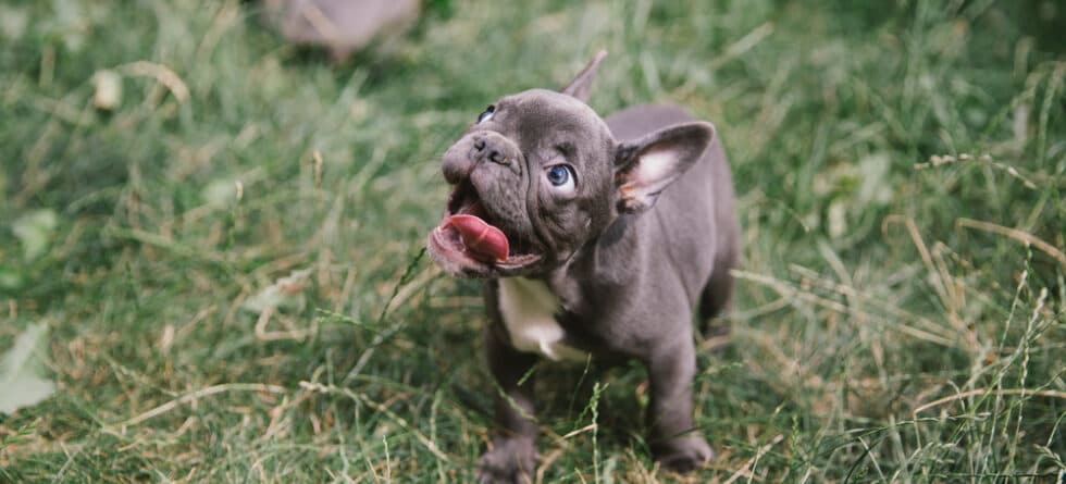 Why Are French Bulldogs So Special?