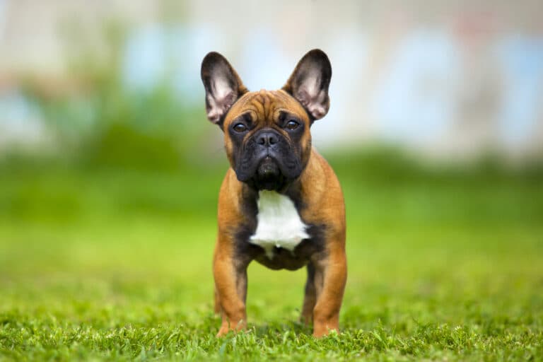 Why Are Frenchies So Emotional?