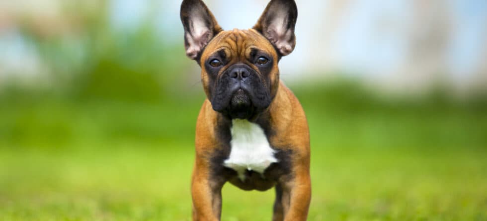 Why Are Frenchies So Emotional?
