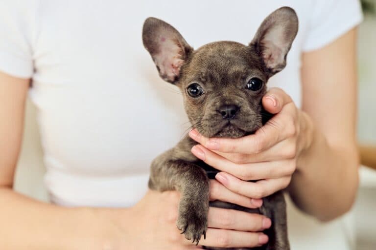 Why Are Frenchies So Hard To Train?