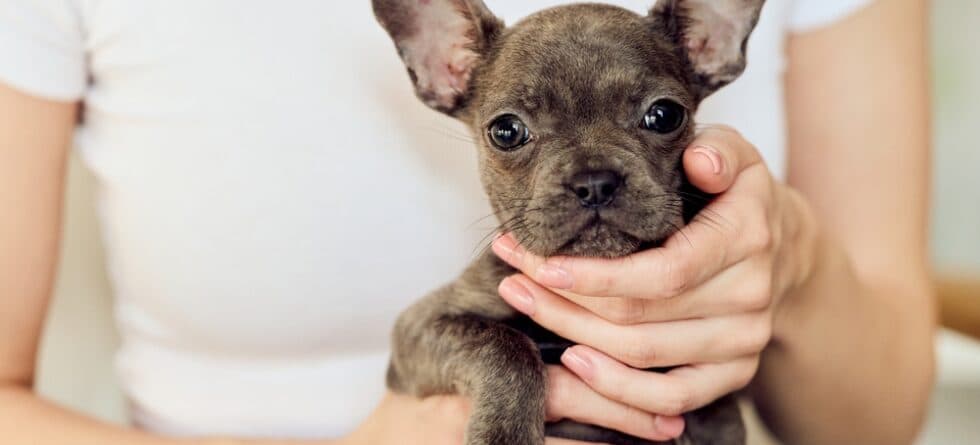 Why Are Frenchies So Hard To Train?