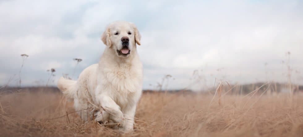 Why Do Golden Retrievers Lift Their Paw?