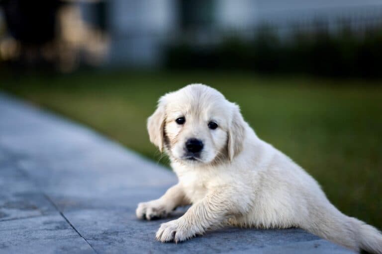 Why Do Goldens Refuse To Walk?