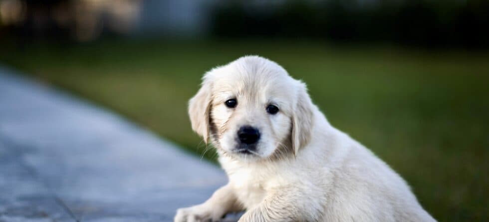 Why Do Goldens Refuse To Walk?
