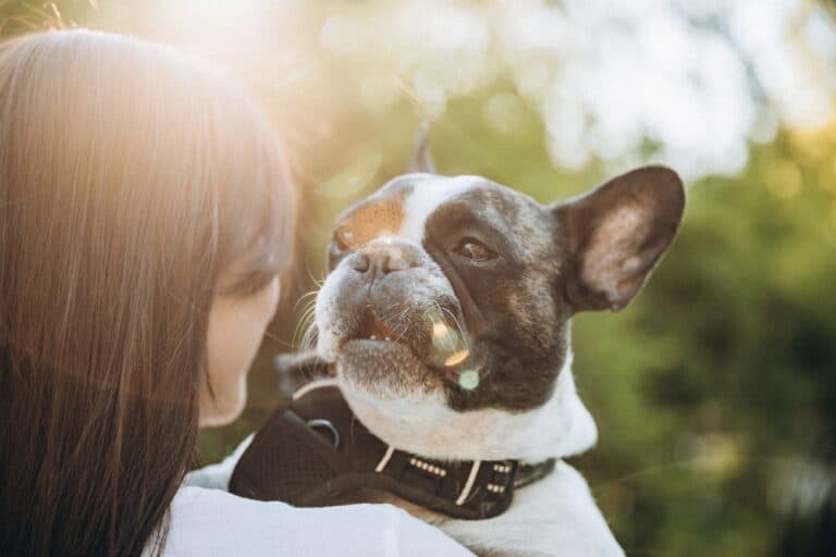Why Do People Like Frenchies So Much?
