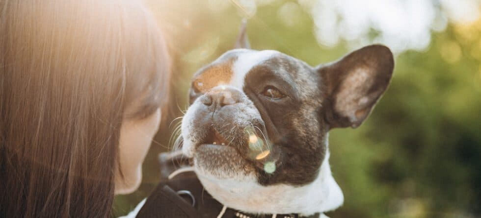 Why Do People Like Frenchies So Much?