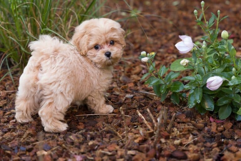 Why Do Poodles’ Eyes Water So Much?