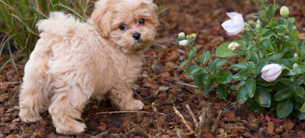 Why Do Poodles’ Eyes Water So Much?