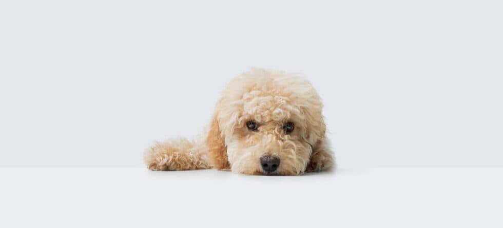 Why Do Poodles Not Like Their Paws Touched?
