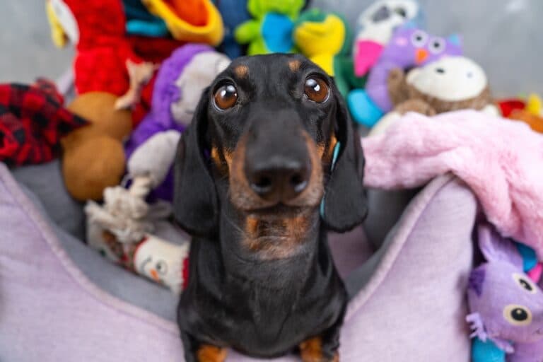 Why Does My Dachshund Jump At My Face?