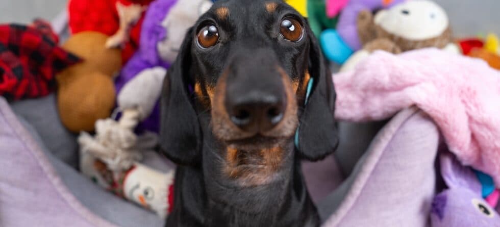 Why Does My Dachshund Jump At My Face?