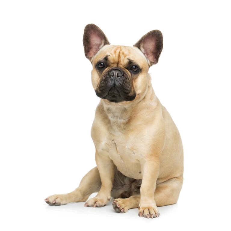 Why Does My Frenchie Hate Brooms?