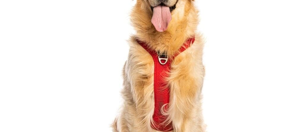 Why Does My Golden Retriever Sit And Stare At Me?