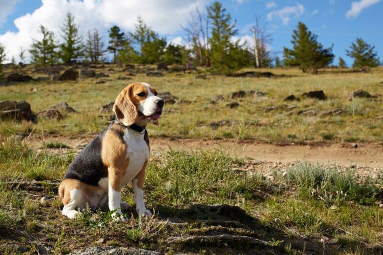 Why Is My Beagle Scared Of Water?