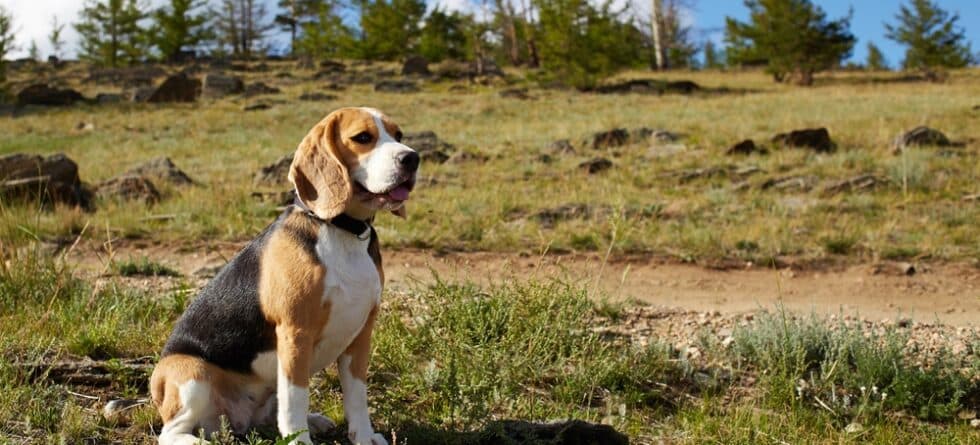Why Is My Beagle Scared Of Water?