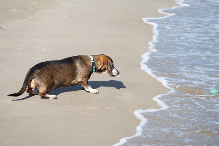 Why Is My Dachshund So Tired?