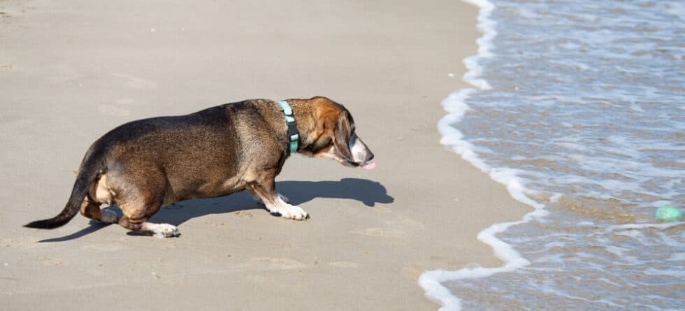 Why Is My Dachshund So Tired?
