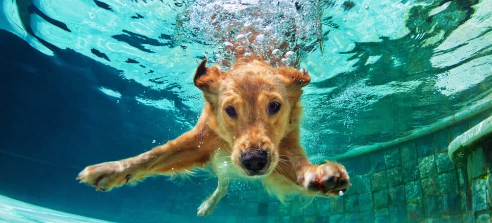 Why Not To Get A Golden Retriever?