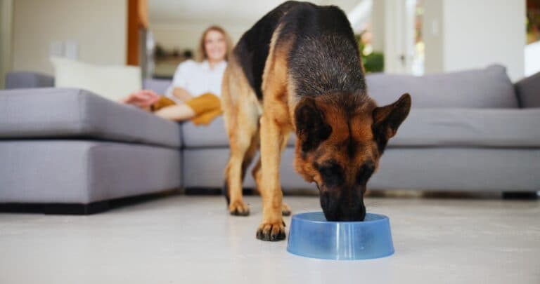 Are Bananas Ok For German Shepherds?
