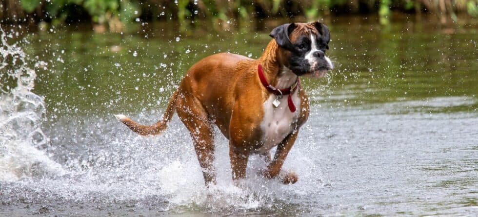 Are Boxers Hard To Train?