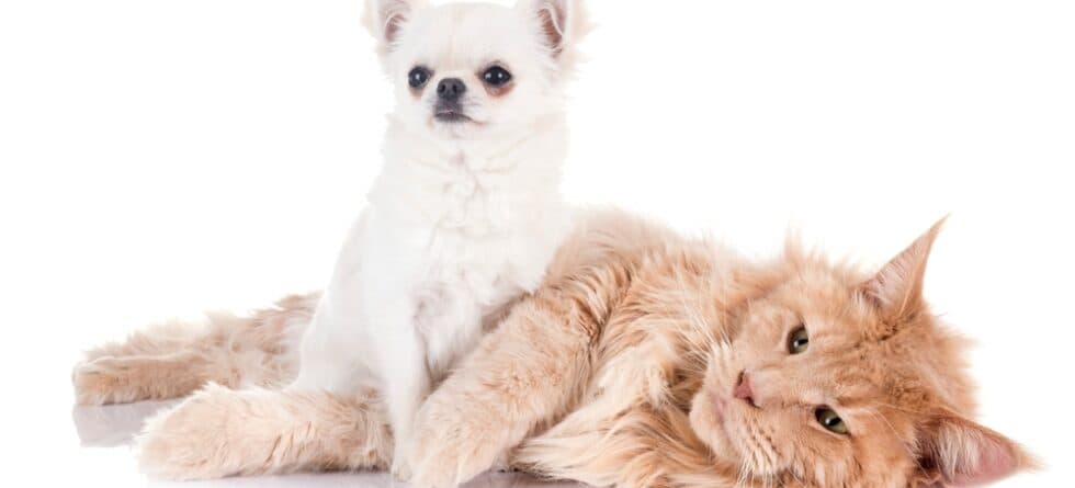 Are Chihuahuas Friendly?