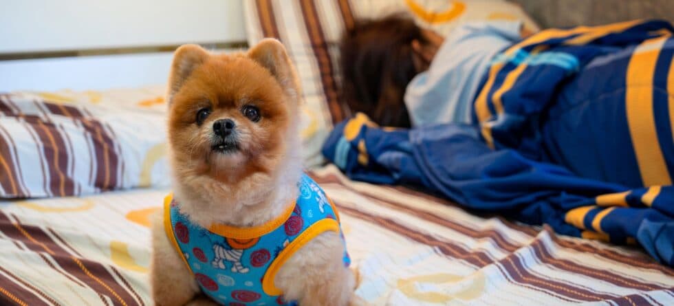 At What Age Do Puppies Stop Waking Up At Night?
