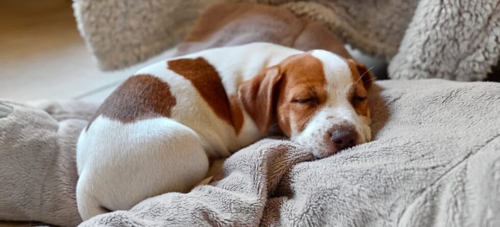 Can An 8-week-old Puppy Stay Asleep Through The Night?