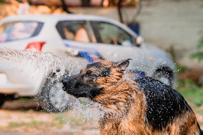Can German Shepherds Get Water In Their Ears?