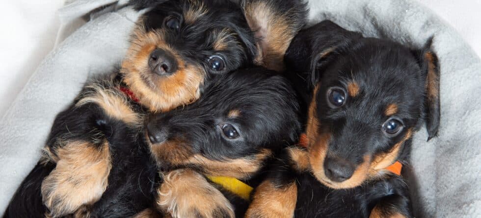 How Can You Select A Puppy From A Litter At 5 Weeks?