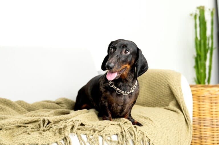 How Do You Cheer Up A Dachshund?