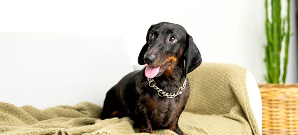 How Do You Cheer Up A Dachshund?