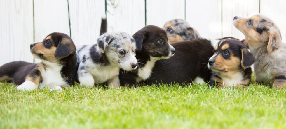 How Do You Choose The Best Puppy In A Litter?