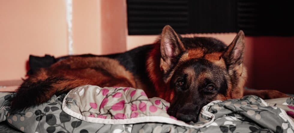 How Do You Prevent Ear Infections In German Shepherds?