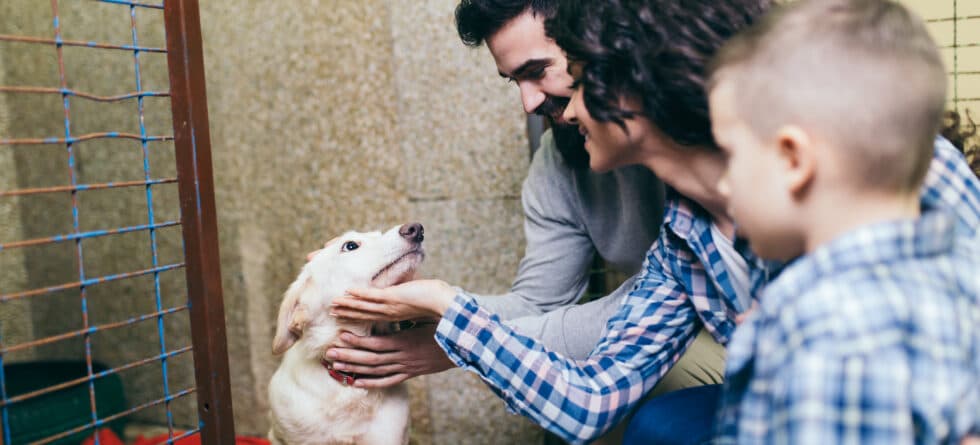 Is 8 Or 12 Weeks A Better Age To Adopt A Puppy?