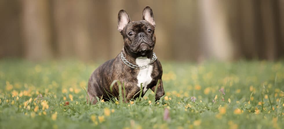 Is A French Bulldog A Lazy Dog?