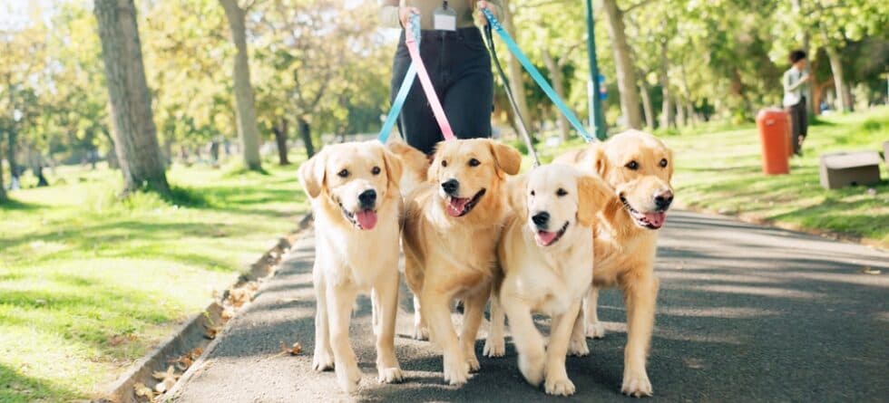 What Are The Habits Of Golden Retrievers?