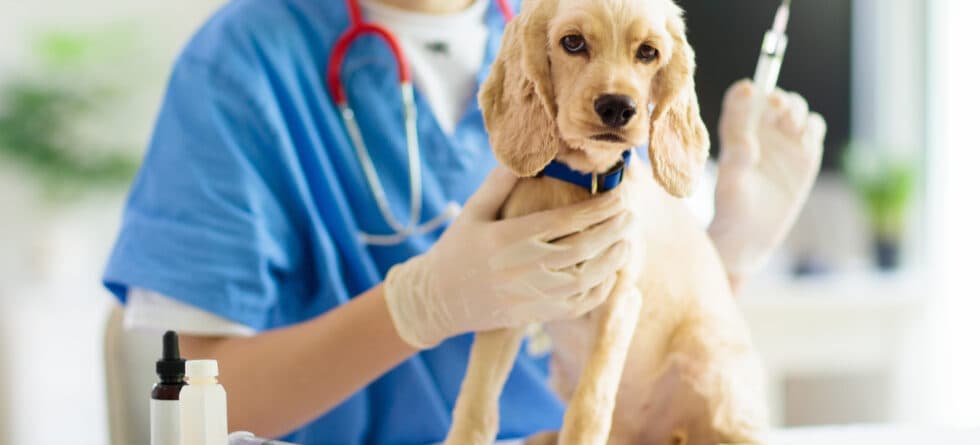When Should Puppies Be Given Their First Shots?