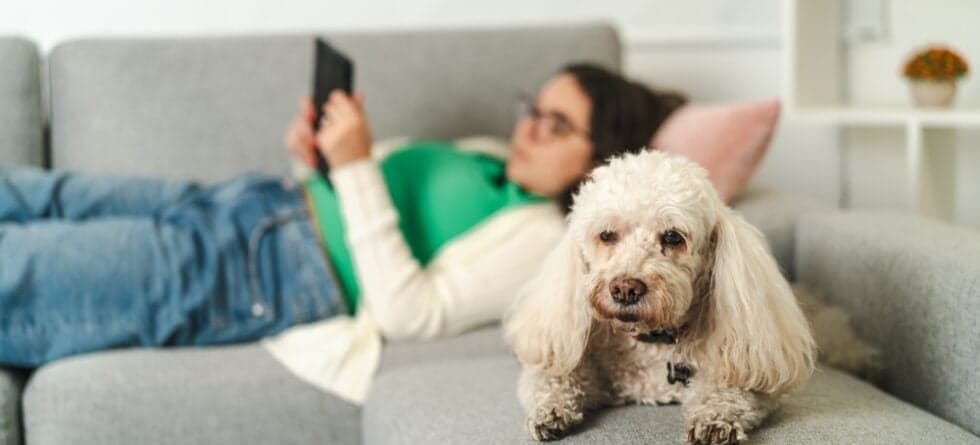 Where Do Poodles Like To Sleep?